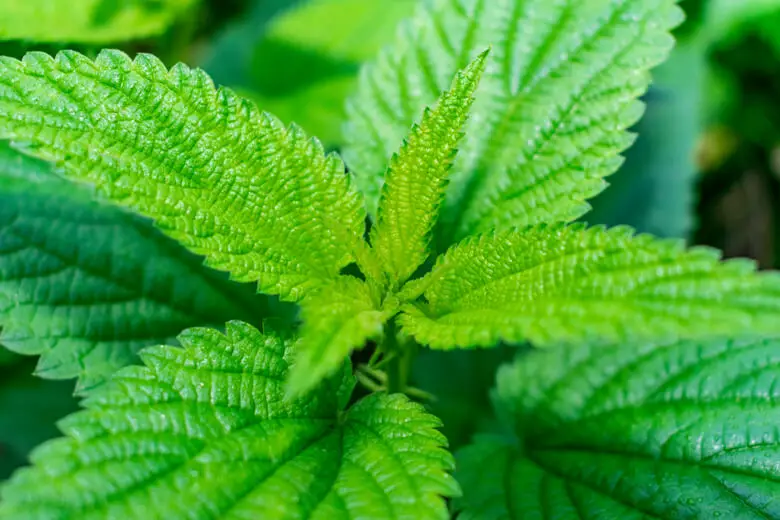 Ortiga: Si tienes esta planta en casa, tienes un tesoro. Aquí te digo por qué